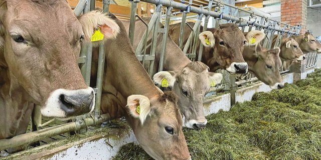 Ungewollte Abgänge in der Aufzuchtperiode führen zu erheblichen wirtschaftlichen Einbussen in der Rindviehzucht.