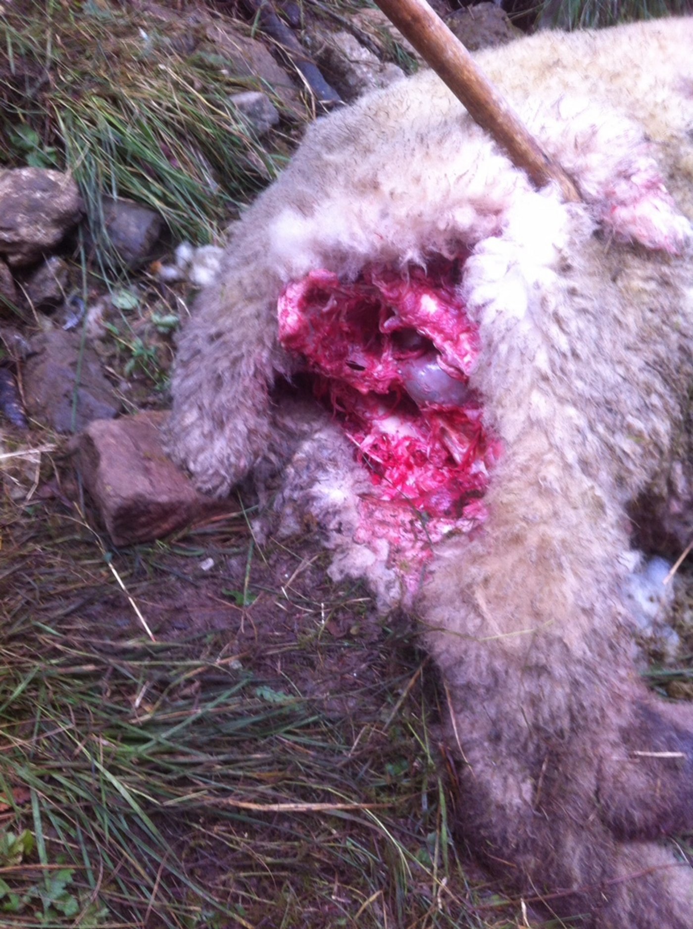 Ganze Stücke wurden aus den Schafen herausgerissen.