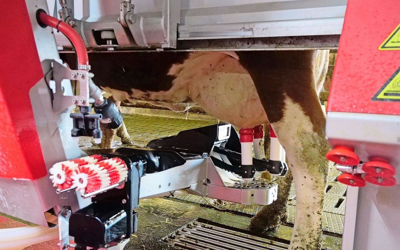 Einige Kühe brauchten eine Weile, um sich an den Melkroboter zu gewöhnen. Doch nach drei Wochen gingen auch die letzten eigenständig in den Roboter.