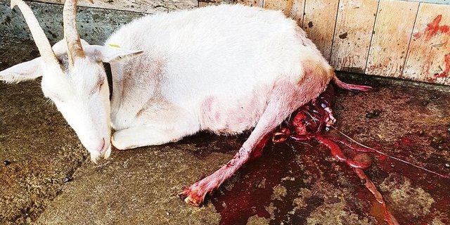 Schwer verletzt vom Wolf, schleppte sich die Ziege noch vor den Stall. Später musste sie von ihren Leiden erlöst werden.