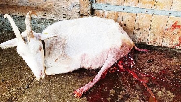Schwer verletzt vom Schwer verletzt vom Wolf, schleppte sich die Ziege noch vor den Stall. Später musste sie von ihren Leiden erlöst werden.