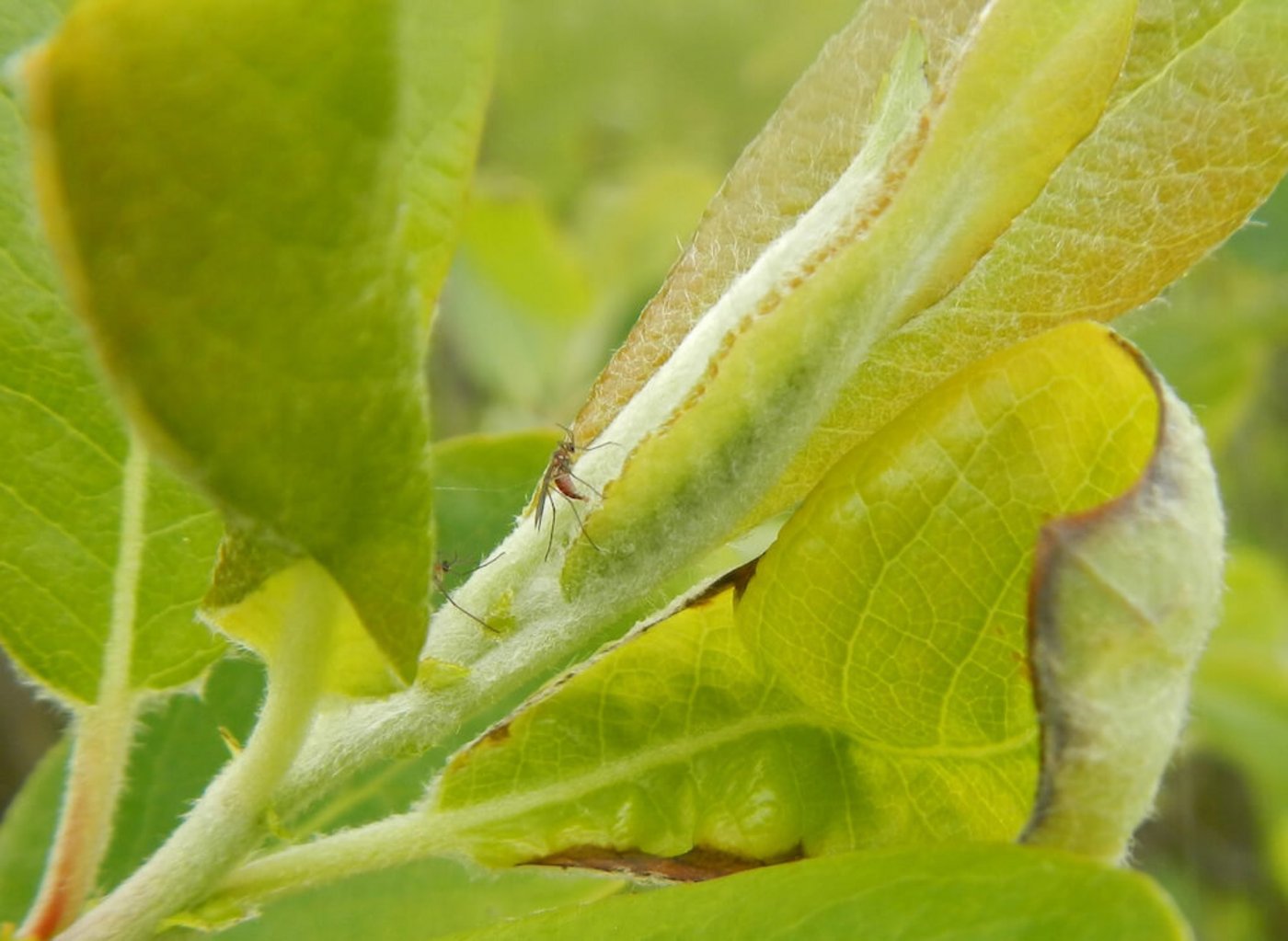 Die Studie beschäftigte sich mit Gallfliegen in Kalifornien, die Ergebnisse könnten aber auch für andere Ökosysteme Bedeutung haben. (Bild Matthew Barbour / UZH)