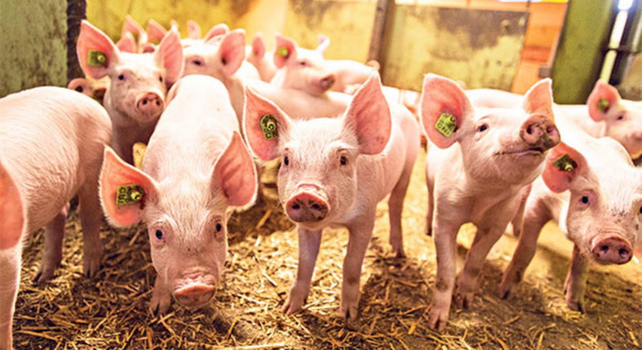Härtere Anforderungen: Ab 2021 gibts für die Halter im IP- und im Coop-Naturafarm-Schweineprogramm neue Regeln für Mindestflächen, Kontrolle und Prämien. (Bild pd)