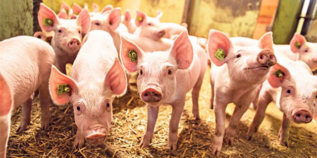 Härtere Anforderungen: Ab 2021 gibts für die Halter im IP- und im Coop-Naturafarm-Schweineprogramm neue Regeln für Mindestflächen, Kontrolle und Prämien. (Bild pd)
