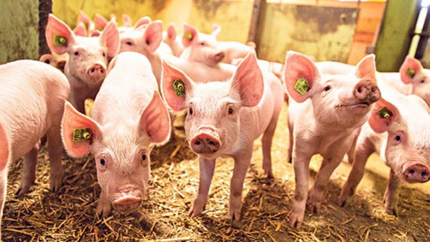 Härtere Anforderungen: Ab 2021 gibts für die Halter im IP- und im Coop-Naturafarm-Schweineprogramm neue Regeln für Mindestflächen, Kontrolle und Prämien. (Bild pd)