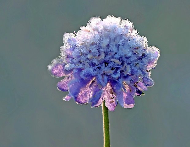 Dieses Jahr sieht es nicht danach aus, als würden im Mai die Wittwenblumen auf den Wiesen mit Eiskristallen verziert werden. (Bild Pixabay)