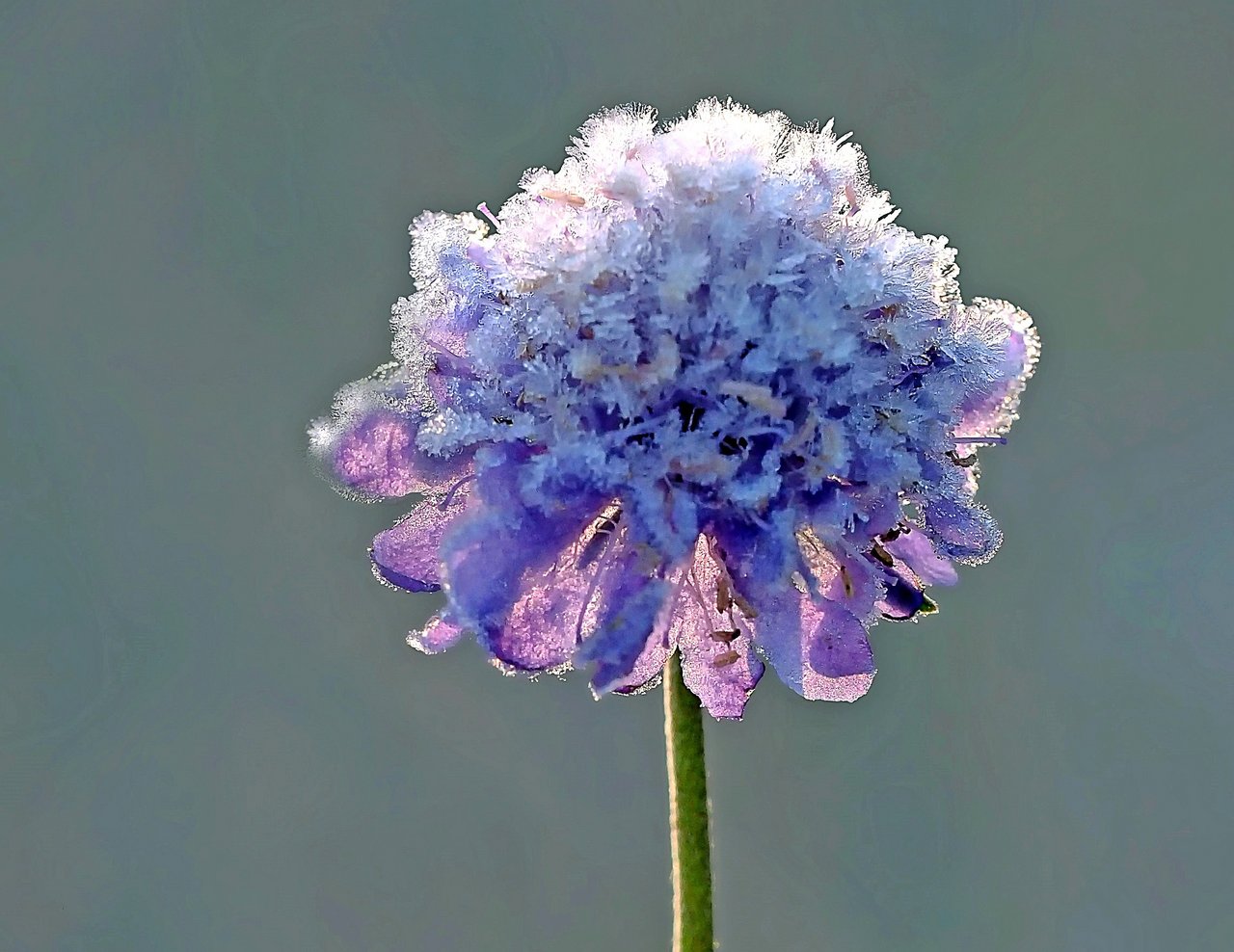 Dieses Jahr sieht es nicht danach aus, als würden im Mai die Wittwenblumen auf den Wiesen mit Eiskristallen verziert werden. (Bild Pixabay)