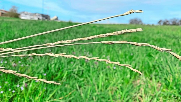 Die Ähren von Kernza sind trotz bereits jahrelanger Zuchtarbeit noch sehr schmal. Aber man geht davon aus, dass die Körner bis in zehn Jahren halb so gross sein werden wie jene von gewöhnlichem Weizen.