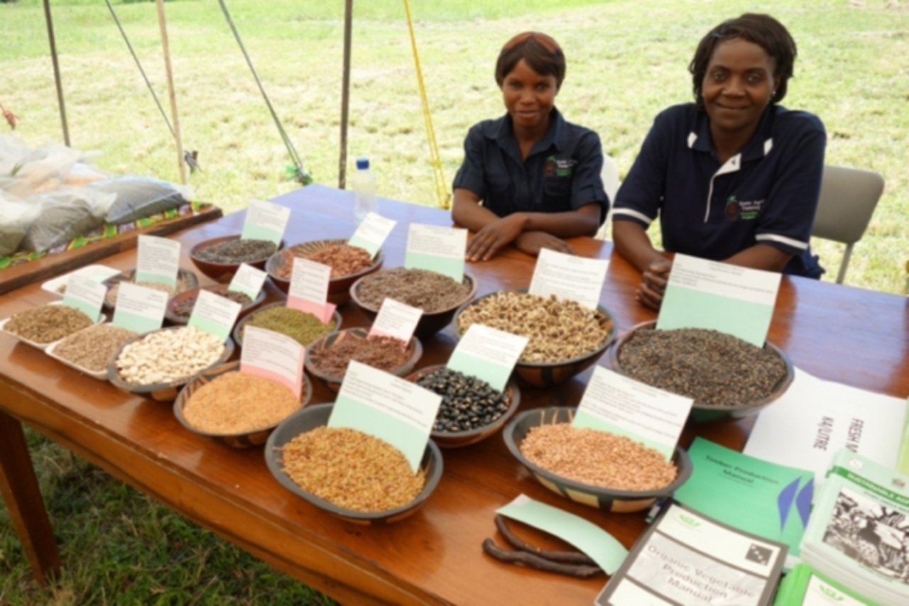 Lokal angepasste Kultursorten sind in Sambia vorhanden. Sie müssten nur angemessen gehandhabt, vermehrt und verbreitet werden. Hier zwei Mitarbeiterinnen des Kasisi Agricultural Training Centre am Saatgut-Stand anlässlich des Tags der offenen Tür.