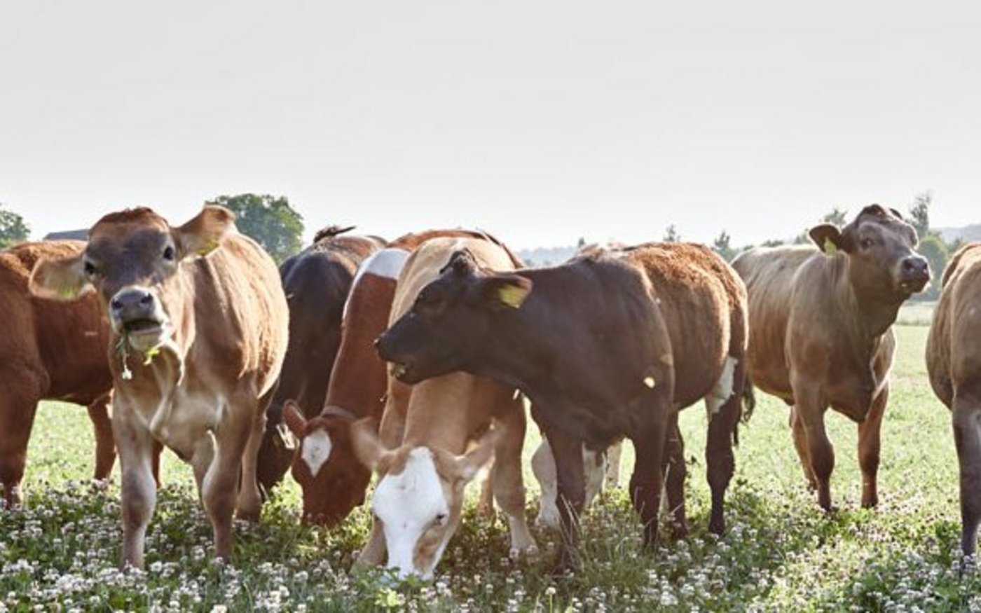 Weidebeef ist ein neues Segment im Angebot von Mutterkuh Schweiz. (Bild Transgourmet)