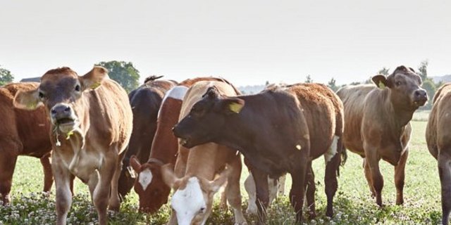 Weidebeef ist ein neues Segment im Angebot von Mutterkuh Schweiz. (Bild Transgourmet)