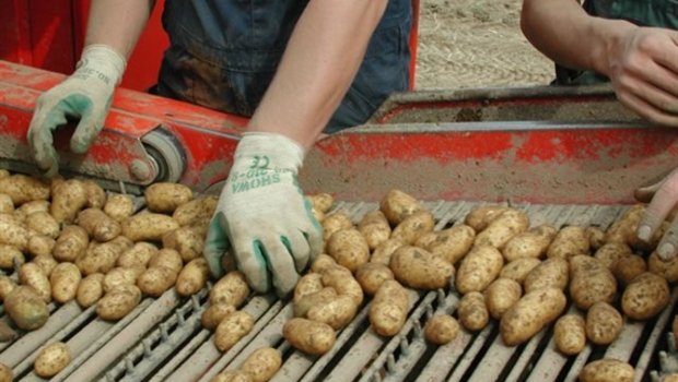 Diesen Frühling und Sommer rollte eine Grossernte an Frühkartoffeln über die Förderbänder auf den Kartoffelgrabern. (Bild BauZ)