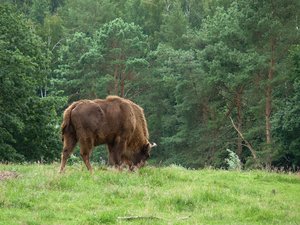 Wisentkühe und ihre Kälber seien nicht ungefährlich und könnten sich unberechenbar verhalten – ganz zu schweigen vom fast eine Tonne schweren Stier, warnt die IG «Wisentansiedlung Nein». (Bild Thomas_G / Pixabay)