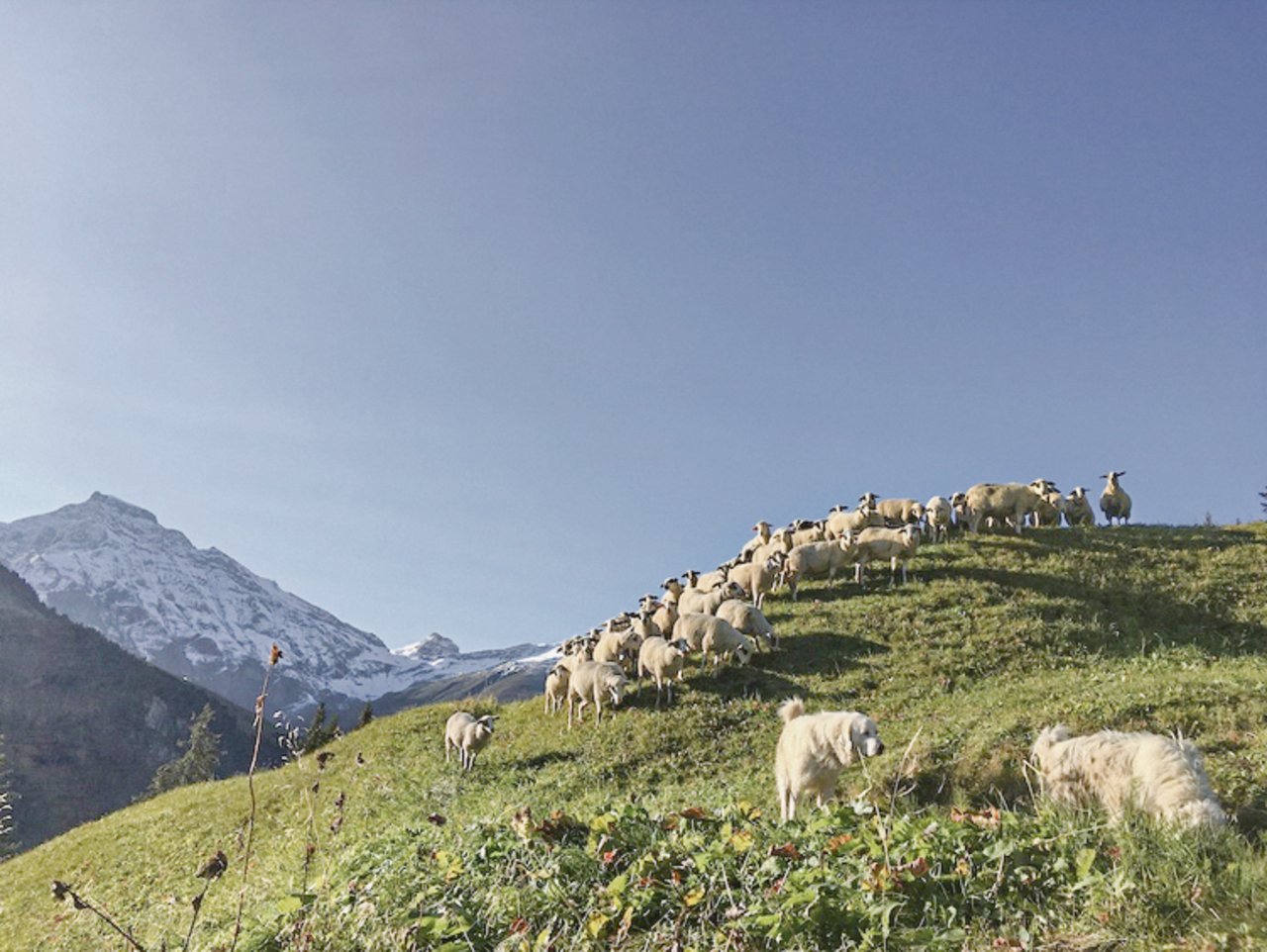 Die Schafe von Simon und Anita Buchli mit den Herdenschutzhunden auf der Alp. Der Bergbauer fragt sich manchmal, ob das Schaf neben dem Wolf künftig noch Platz hat. (Bild Pro Specie Rara)