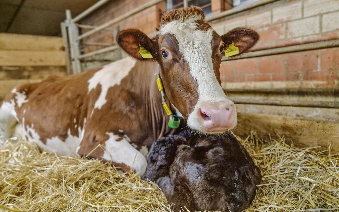 Bleibt das Kalb nach der Geburt bei der Mutter, ist Trennungsschmerz ein Thema, 
