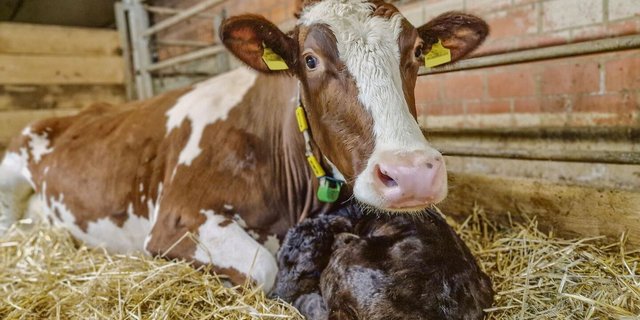 Bleibt das Kalb nach der Geburt bei der Mutter, ist Trennungsschmerz ein Thema, 