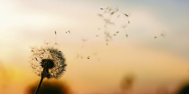 Loslassen, wie dieser Same seine Mutterpflanze. Das Alte geht vorüber und etwas Neues kommt. Der Mensch tut sich als Gewohnheitstier aber schwer mit dem Loslassen. (Bild Pixabay)