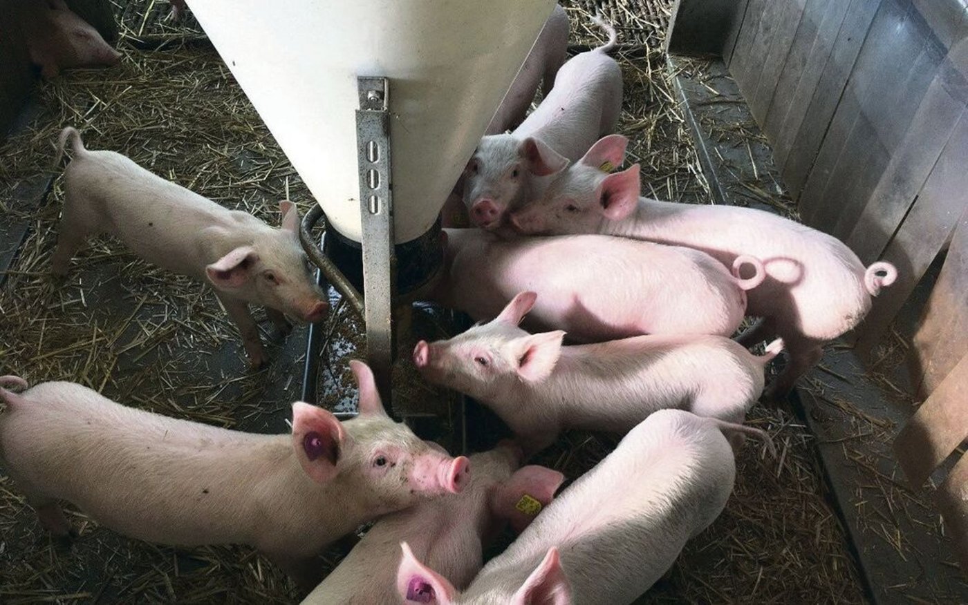Die Isolierung von Ferkelnestern ist eine mögliche Massnahme, um den Stromverbrauch auf dem Betrieb zu reduzieren.
