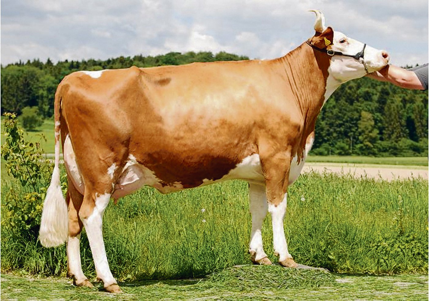 Lumino-Tochter Viola von Thomas Flückiger aus Bleienbach BE. Lumino ist die neue Nummer eins bei den SF-Stieren. (Bilder KeLeKi)