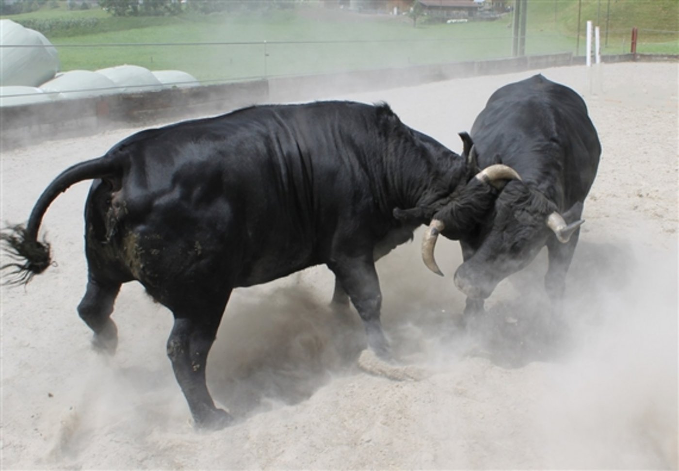 Die Eringer-Kuhkämpfe sind im Wallis ein Publikumsmagnet - die Züchter nehmen diese sehr ernst. (Symbolbild: Reto Betschart)