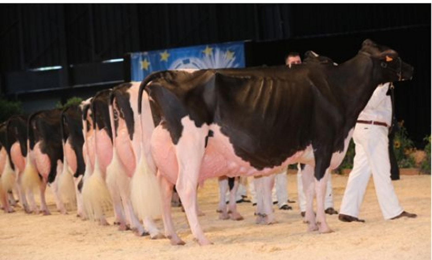 Reserve-Grand-Champion und Siegerin in der Kat. 10: Goldwyn Ashlyn Vrai, Ponderosa (Spanien).  (Bild Cowsmopolitan)