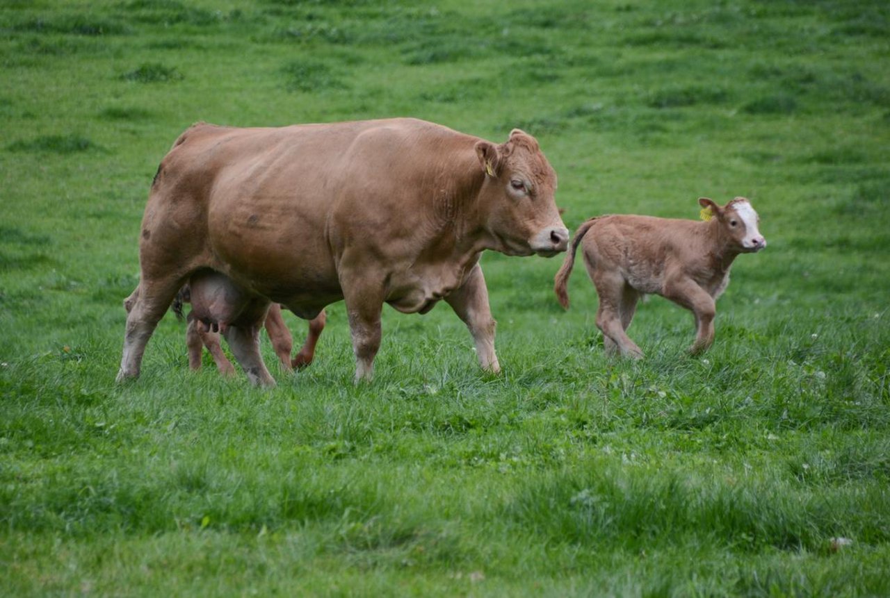 Es müssen weniger Tiere aufgezogen werden, um geschlachtete Mutterkühe zu ersetzen. (Bild Andrea Gysin)