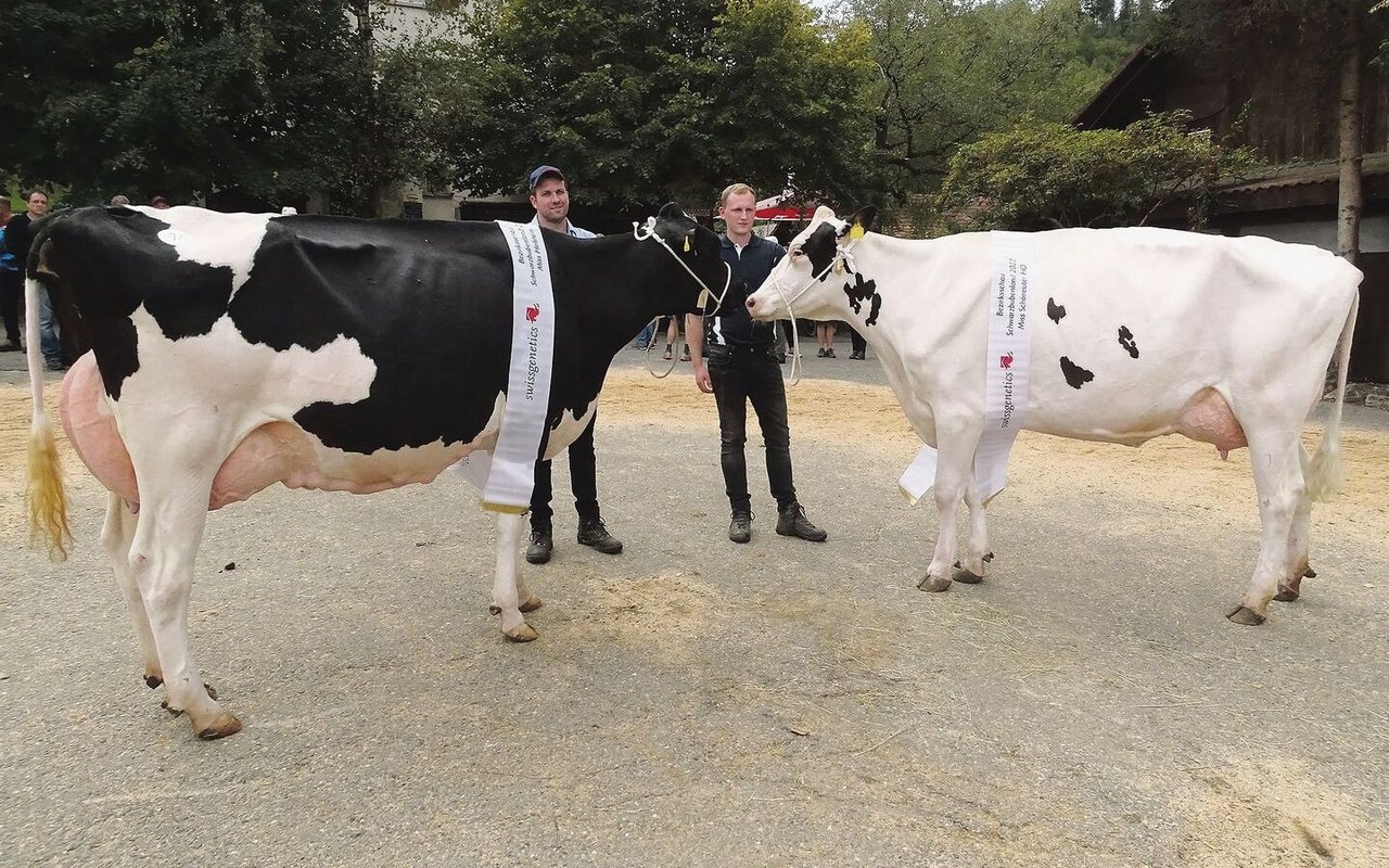 Bei den Holsteinkühen holt Meiender Mogul Melinda (links) den Missen-Titel, Girlangs Bad my white wird Miss Schöneuter. 