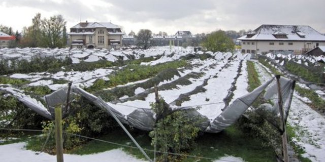 Hagelversicherungen existieren schon seit dem späten 18. Jahrhundert. (Bild: zVg)