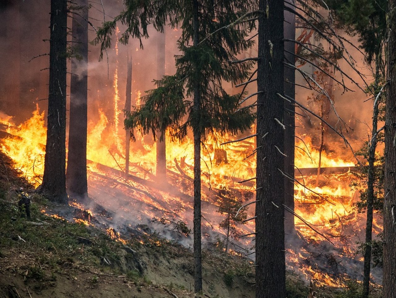 Wegen der anhaltenden Trockenheit herrscht vielerorts hohe Waldbrandgefahr. (Symbolbild Pixabay)