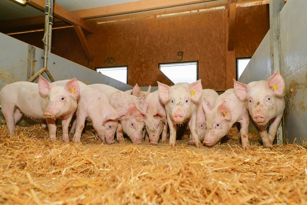 Was sind die Mehraufwände für Labelschweine wert? Demnächst wird zwischen IP-Suisse und Migros die Prämie bzw. deren Bandbreite für 2021 ausgehandelt. (Bild Peter Röthlisberger/«die grüne»)