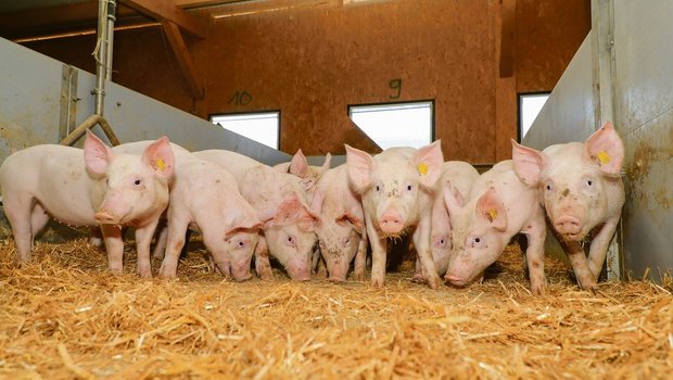 Was sind die Mehraufwände für Labelschweine wert? Demnächst wird zwischen IP-Suisse und Migros die Prämie bzw. deren Bandbreite für 2021 ausgehandelt. (Bild Peter Röthlisberger/«die grüne»)