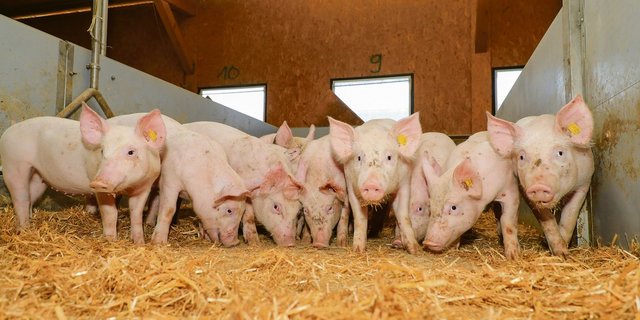 Was sind die Mehraufwände für Labelschweine wert? Demnächst wird zwischen IP-Suisse und Migros die Prämie bzw. deren Bandbreite für 2021 ausgehandelt. (Bild Peter Röthlisberger/«die grüne»)