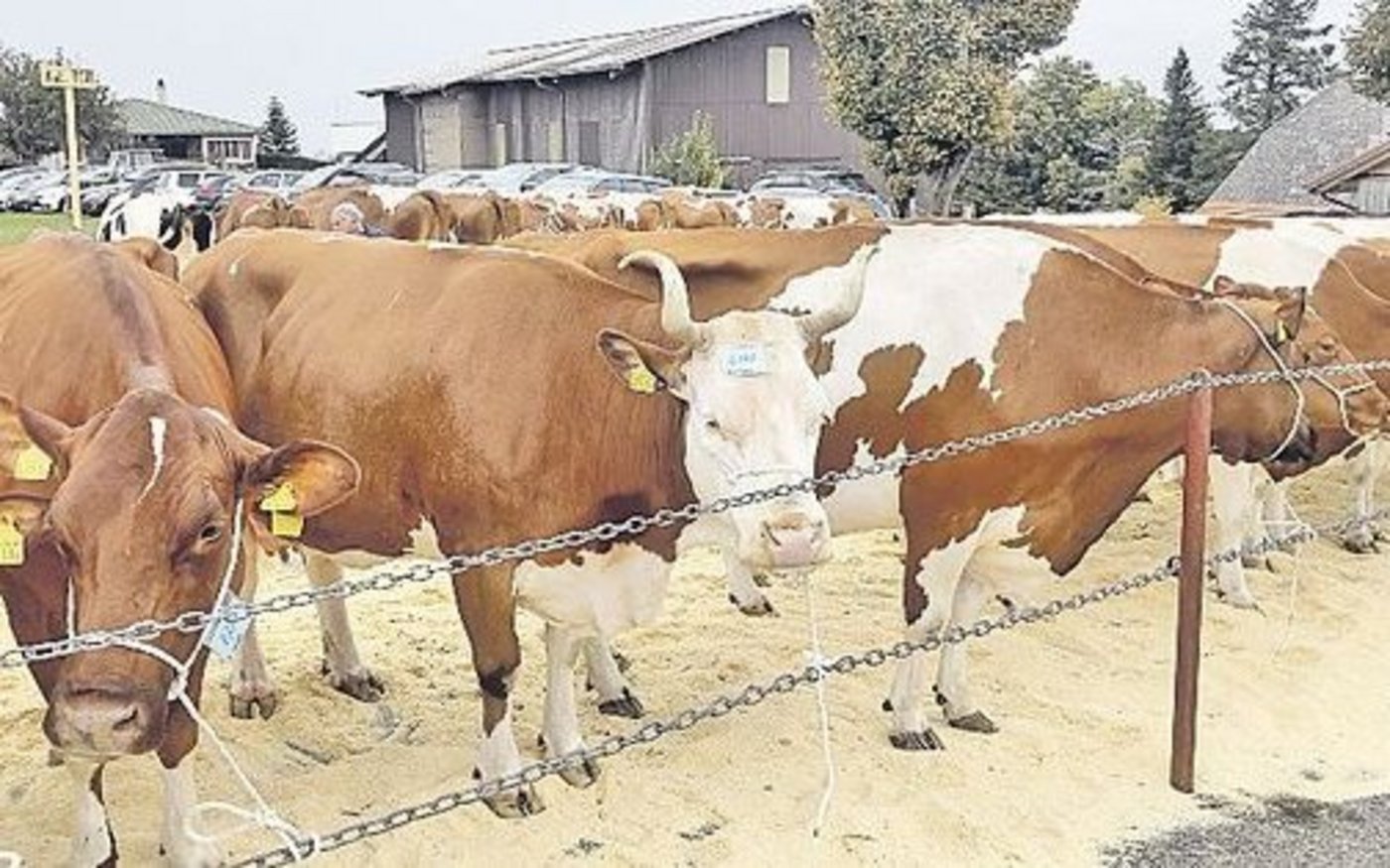 Für die Viehschauen braucht es Experten: Das Emmental darf zuhanden von Swissherdbook zwei neue stellen.  