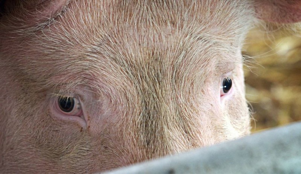 n China werde die Schweinebestände massiv hochgefahren. (Symbolbild Pixabay)