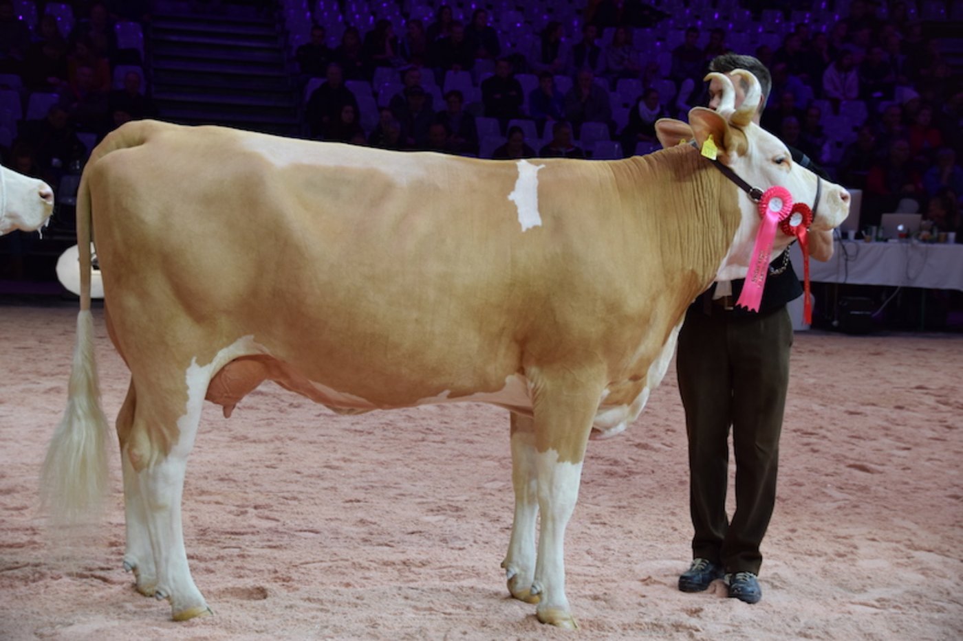 Siegerin Kategorie 4: Amarone Elina, Jonathan und Stephan Perreten, Lauenen b. Gstaad. 