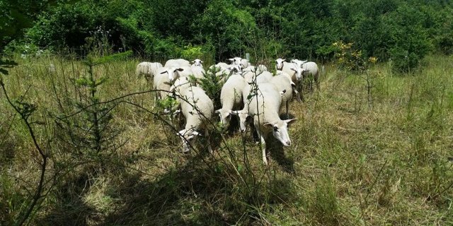 Spiegelschafe im Einsatz für Artenvielfalt und Nachhaltigkeit. (Bild zVg)