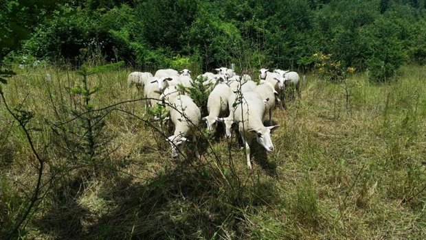 Spiegelschafe im Einsatz für Artenvielfalt und Nachhaltigkeit. (Bild zVg)