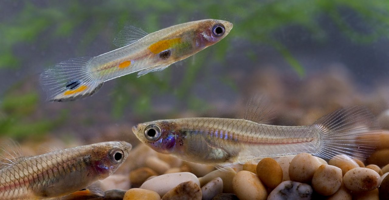 Auch eine gute News: Ein Guppy-Fisch vertilgt pro Tag zwischen 60 und 150 Mückenlarven. (Bild Wikimedia) 