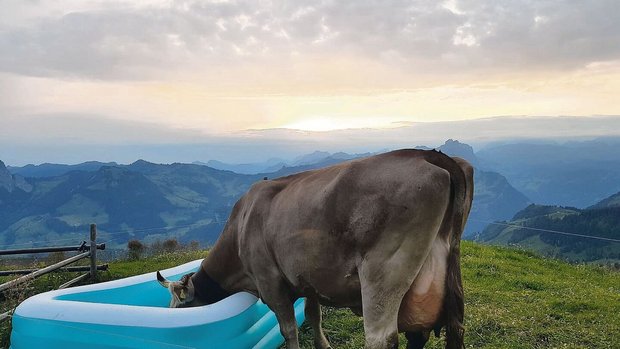 Trotz des heissen Sommers war auf den Schwyzer Alpen die Wasserversorgung der Tiere grossmehrheitlich sichergestellt.