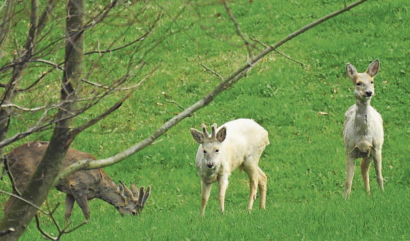 Die geheimnisvollen Rehe leiden höchstwahrscheinlich an einer Pigmentstörung. (Bild TZ)