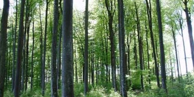 Im Waldgesetz soll nach dem Willen des Bundesrates und der Ständeratskommission neu verankert werden, dass der Bund und die Kantone Massnahmen ergreifen, damit der Wald seine Funktionen auch unter veränderten Klimabedingungen erfüllen kann. (Bild: BauZ)