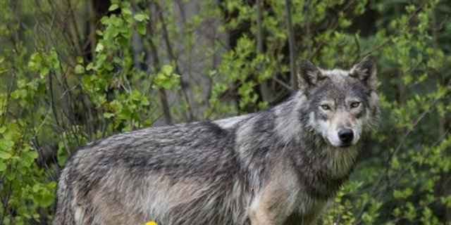 Der Wolf, der sich seit längerer Zeit in Schangnau aufhält, verunsichert die ortsansässigen Älplerfamilien. (Symbolbild pixelio)