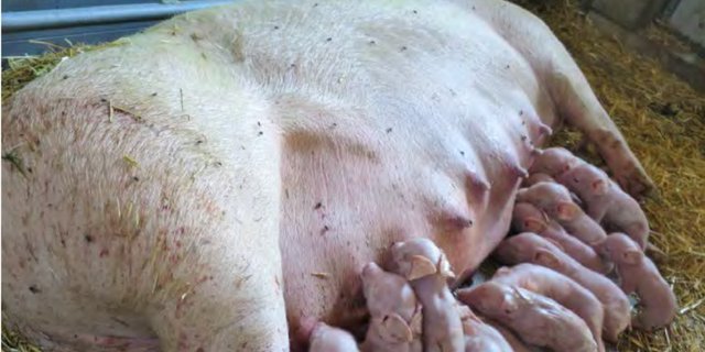 Bei der Zucht ist z. B. auf einen homogenen Wurf zu achten, da so weniger Verluste bei den Ferkeln auftreten. (Bild Merkblatt FiBL)