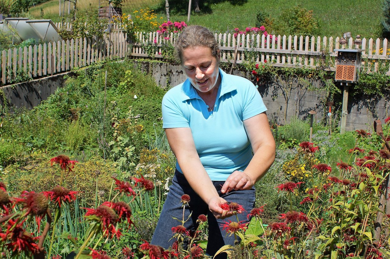 Blüten behalten ihre Farbe gemäss Christa Müllers Erfahrung am schönsten, wenn man sie mittags an sonnigen Blütentagen erntet. (Bild Sandra Steffen)