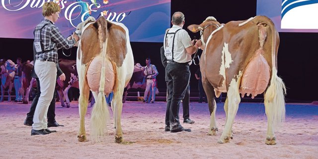 Die SMP knüpfen eine Zusage des Sponsorings von Viehausstellungen seit geraumer Zeit an einen positiven Bericht des Veterinärs. Jener der letzten Swiss Expo in Genf (unser Bild) ist noch ausstehend. (Bild Peter Fankhauser)