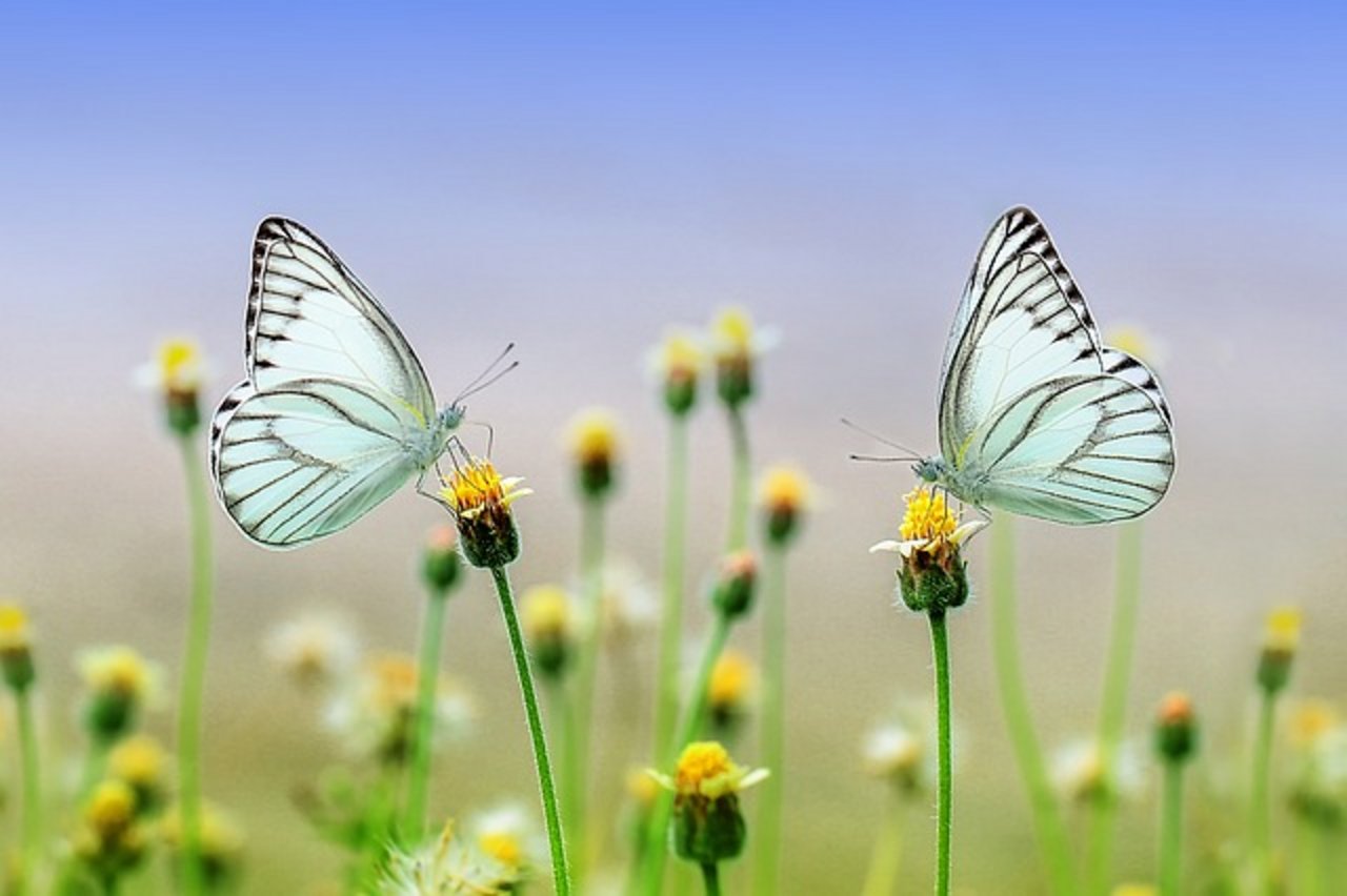 22 der entdeckten Schmetterlinge kommen in verschiedenen Regionen Europas vor. (Bild Pixabay)