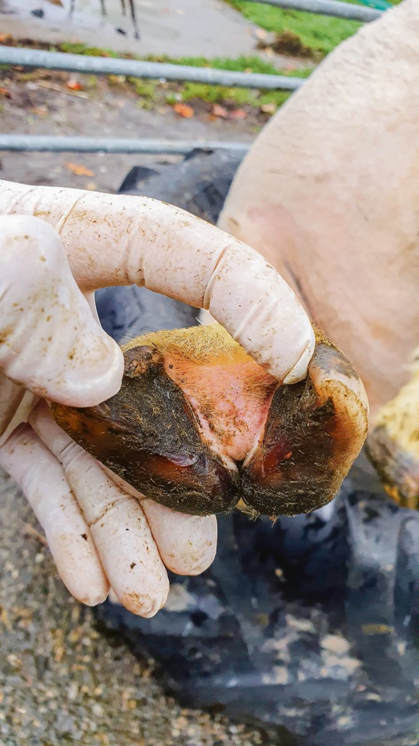 Links: Moderhinke im 1. Stadium, die  Zwischenklauenhaut ist entzündet. Rechts lösen sich bereits Hornteile ab (Stadium 2).