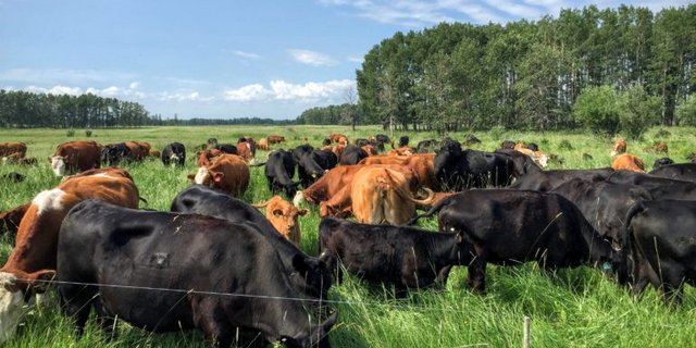 Bei Mob Grazing weidet eine Herde auf engem Raum für eine kurze Zeit. (Bild HMI)