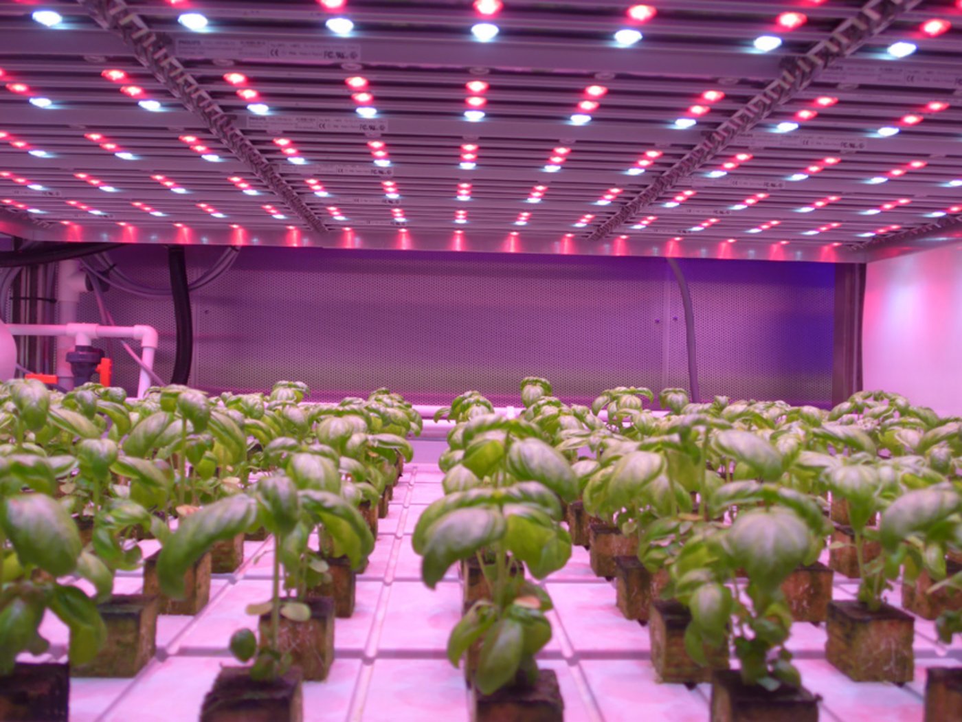 Beispiel für radikale Innovation (hier im Versuchsbeitrieb von Philipps in Eindhoven NL): Pflanzenproduktion unter Kunstlicht, potenziell in Hochhäusern. (Bild akr)