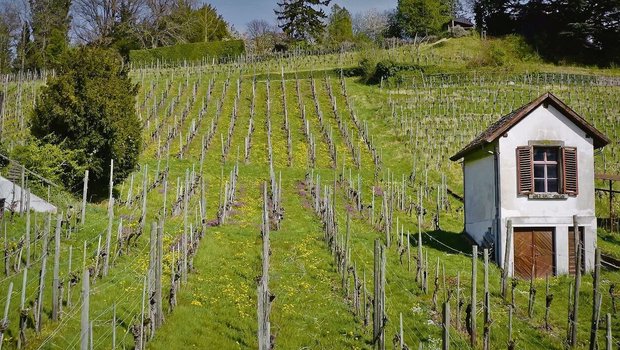 Die neuen Reben am Stokarberg wurden im Direktzug gepflanzt. Fünf verschiedene robuste Traubensorten wachsen auf einer Fläche von einer Hektare. 